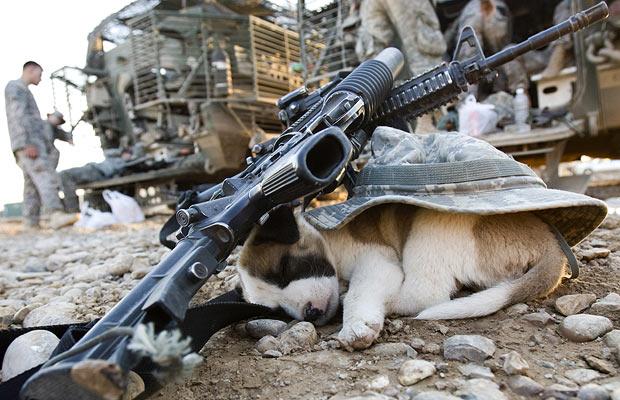Cão de guarda no Iraque